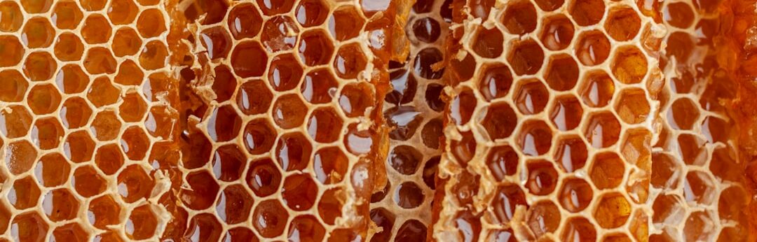 Home Close-up shot of honeycombs