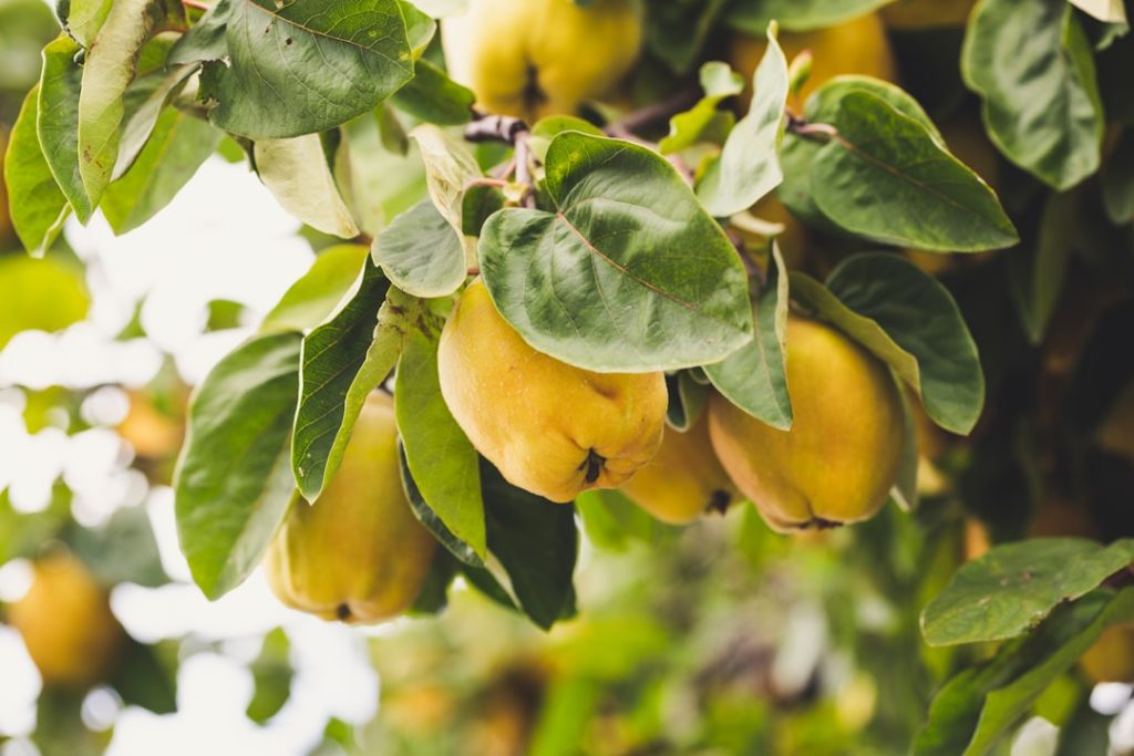 Flavoursome yellow quince. Made with Canon 5d Mark III and analog vintage lens, Leica APO Macro Elmarit-R 2.8 100mm (Year: 1993)